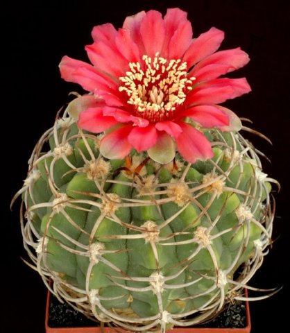 Gymnocalycium_carminanthum